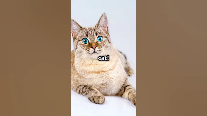 Video 5130231: breed siamese, colorpoint shorthair