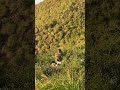 Liat sunset bareng monyet di Pelawangan Sembalun #monkey #travel #nature