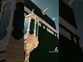 وديلي سلامي يارايح للحرم  