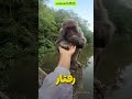 Never Run Away From These Monkeys 