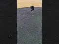 Max is gonna be my Valentine #dog #cute #pets