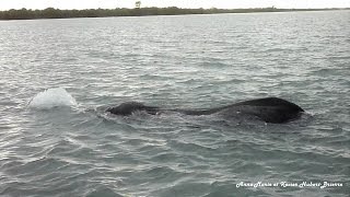 A Great Tusker Elephant Swims 300 Meters Across The Ndogo Lagoon (Anne-Marie Version With Lumix Cam)