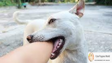 The BIGGEST Mistake People Make With A Puppy 🐶 Biting Problem every day😭