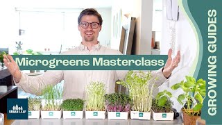 How To Grow Microgreens COMPLETE Guide: Setup, Soil vs Hydroponic and Without Soil plus Recipes