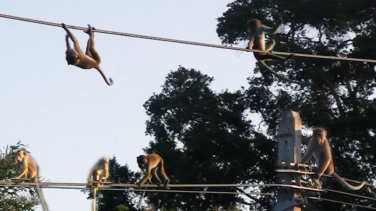 Electrical Wiring Inspection By Monkey Electric Technician Fearless