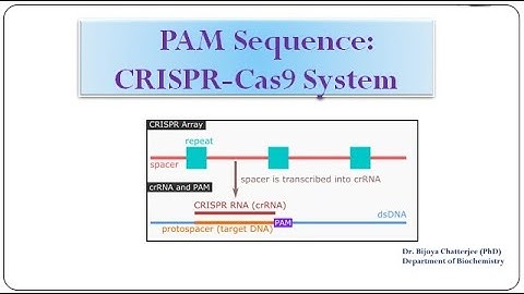 PAM Sequence -CRISPR /Cas 9 System
