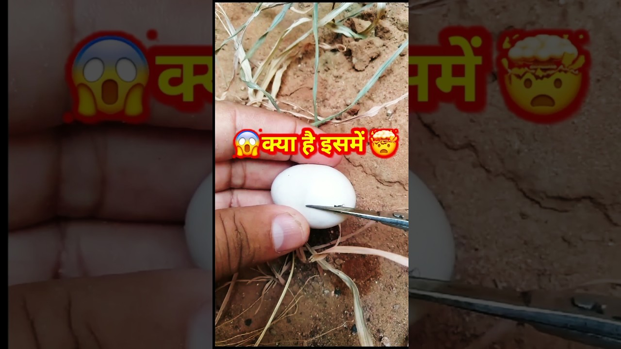snake egg 😱| 