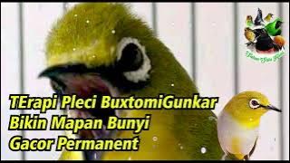 Pleci Bustomi Gunkar Materi nembak Paling Ampuh!!!