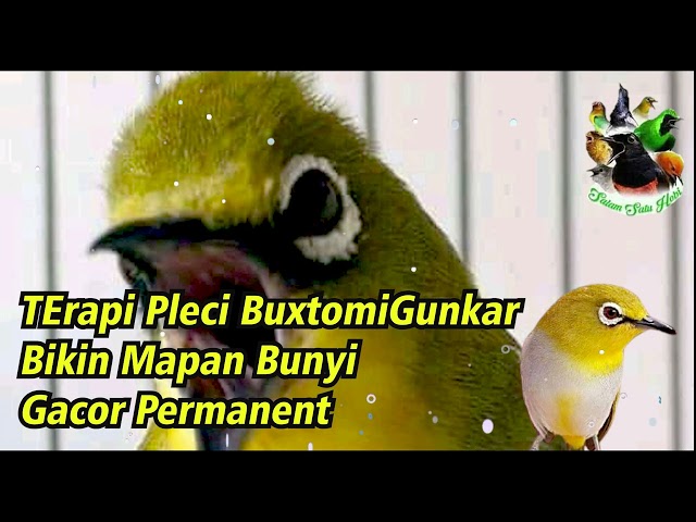 Pleci Bustomi Gunkar Materi nembak Paling Ampuh!!! class=