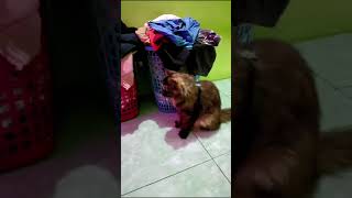 tatapan mu, senyuman mu aseeekkk #dj #cat #catlover