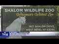 Shalom Wildlife Zoo's beloved tiger Ginger dies, leaving behind 4 cubs and grieving fans