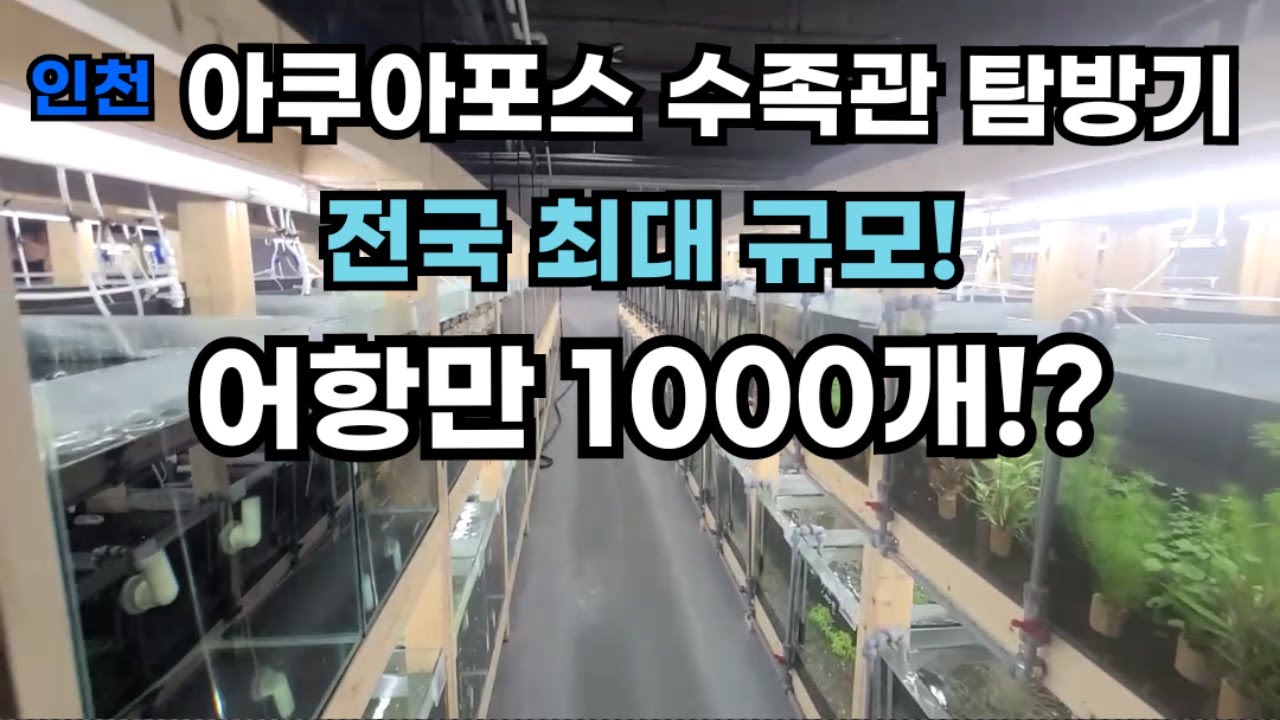 인천 아쿠아포스 수족관 탐방기(전국최대규모)