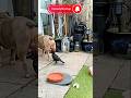 funny dog🐕😂#shorts #funny #trending #entertainment