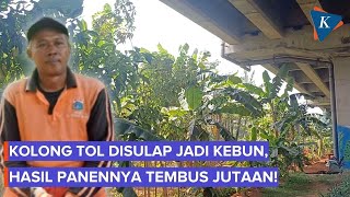 PPSU Magically Turns Becakayu Toll Road into a Garden, Banana Harvest Reaches IDR 1.5 Million
