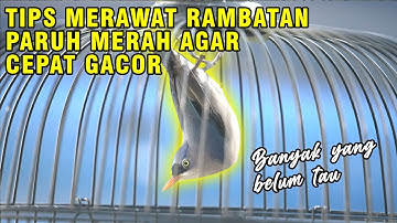 PERAWATAN RAMBATAN PARUH MERAH CEPAT GACOR