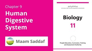 Class 1st Year | Biology | chapter 9 | Lecture 11 | 2025 New Course | Maam Sadaf