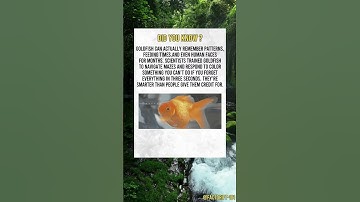 Goldfish don’t have a 3-second memory #FactsDaily #Didyouknow #MindBlowFacts #UnbelievableFacts