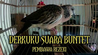 Derkuku Suara Buntet Tanpa Kuk