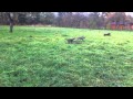 Weimaraner meets Weimaraner