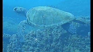 宮崎県南郷町(大島)　アオウミガメに遭遇( ﾟДﾟ)