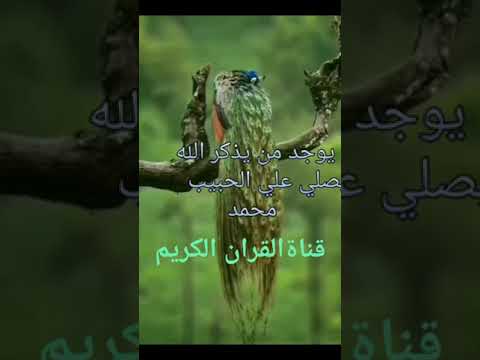 روعه الادائه القارة