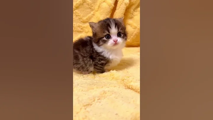 Video 11692671: cat kitten funnycats, cat funnycats reaction, funny cat reaction kittens, compilation, cute cat