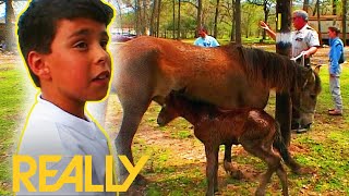 Family Adopt A Baby Foal That Was Abandoned From Birth | Animal Cops Houston