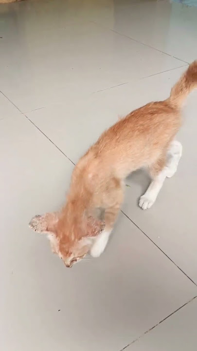 kitten,sioyen comel#cat #comell #imut #funny #lovercat #cutecat #kitten