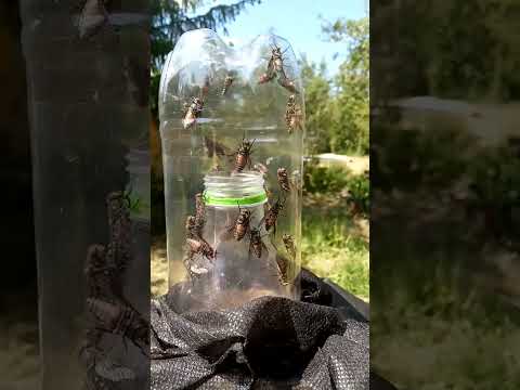 Усовершенствованная Ловушка для слепней. Часть 1.