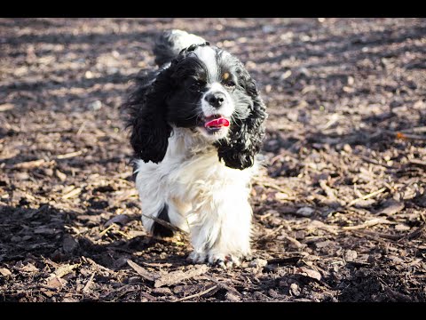 Video: Amerikansk Pitbull Terrier