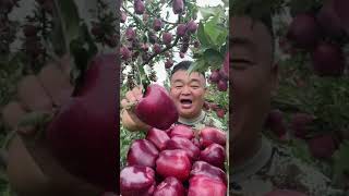 Download Lagu Fresh farm fruit harvesting,fresh Apple 🍎 picking and harvesting season, Apple farm Tiktok China MP3 Download Lagu Fresh farm fruit harvesting,fresh Apple 🍎 picking and harvesting season, Apple farm Tiktok China MP3