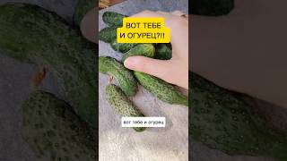 ВОТ ТЕБЕ И ОГУРЕЦ?!!