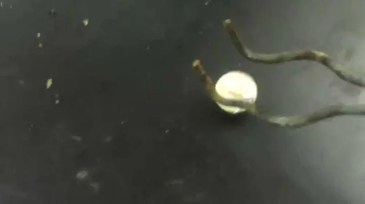 States of Matter: Liquid Nitrogen vs. the Bouncy Ball