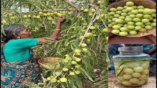 SALT Gooseberry | Amla Receipe | Kerala Special | Grandma | countryfoodcooking by Country Food Cooking 10,317 views 6 months ago 3 minutes, 1 second