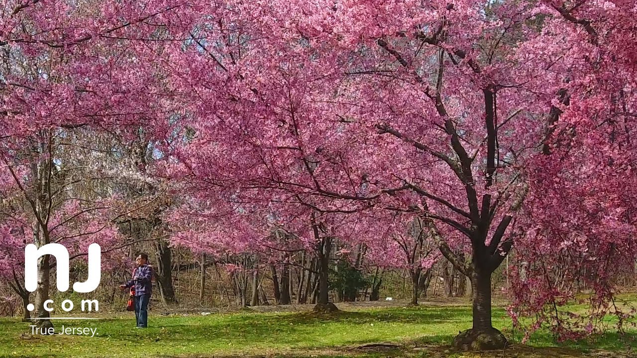 9 cherry tree sparta nj enjoy an explosion of stunning color as cherry trees finally blossom 9 cherry tree sparta nj enjoy an explosion of stunning color as cherry trees finally blossom