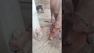 #cow #baffalo #murrah #Bull#cow #baffalo #comedy