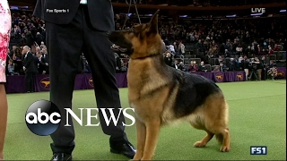 Rumor the German Shepherd Wins Westminster Kennel Club Dog Show