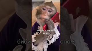 какой ты бибизян по имени #мемы #а4 #brother #monkey #бибизянки #роблокс #майнкрафт