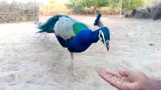 Hand feeding a peacock/ Amazing peacock of desert ❤ #peacock #bird #wildlife