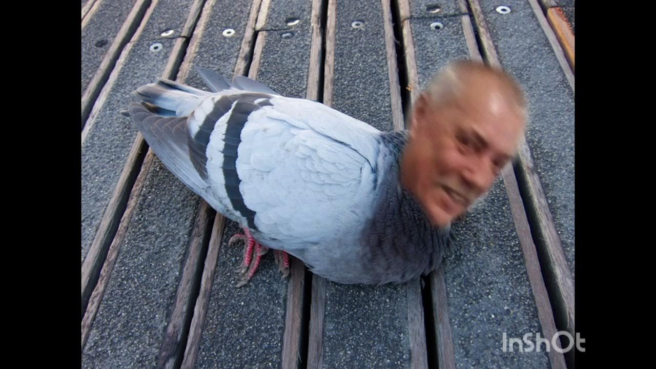 Catch the pigeon YouTube