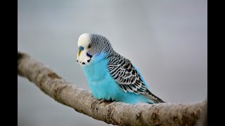 Singing Budgie - Happy Song | Parrot Chirping Loud |Parrot sound