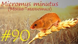 Micromys minutus (Мышь-малютка)