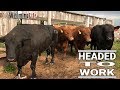 Sex on the Ranch - Putting Out Bulls