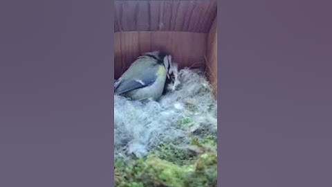 From empty nest to first egg in less than 8 minutes! - BlueTit nest box live camera highlights 2021