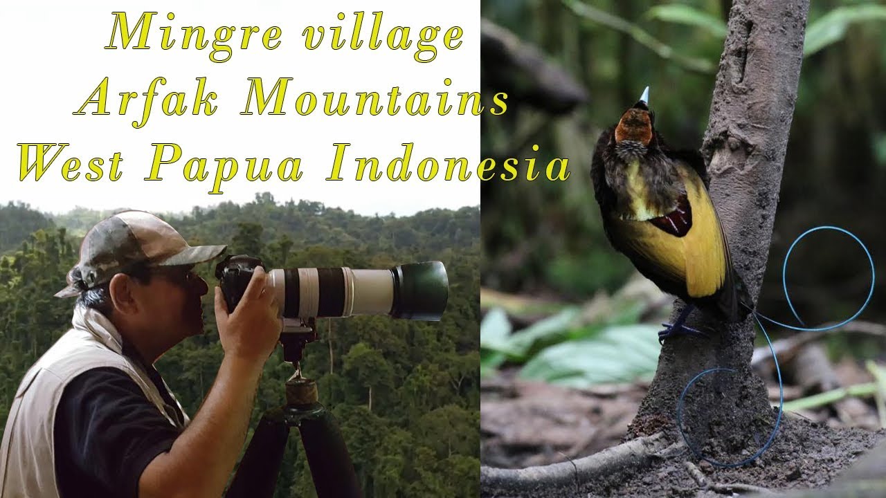 Mingre village Arfak Mountains, Birds of paradise habitat West Papua Indonesia by Arif Herekar