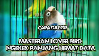 Download Lagu Masteran Lovebird Ngekek Panjang Suara Jernih Hemat Data Download Lagu Masteran Lovebird Ngekek Panjang Suara Jernih Hemat Data