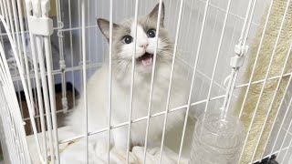 引っ越し中にラグドール猫が大絶叫してとんでもないことになった。 by みるきー王子 3,163 views 5 months ago 13 minutes