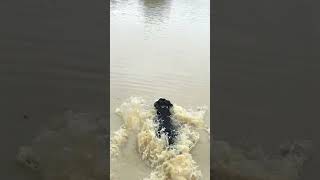 Scoter’s First Water Marks - Gun Dog Retriever Training - Pitboss Waterfowl