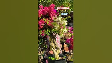 Siêu bông siêu rực rỡ cây to..#shortvideos