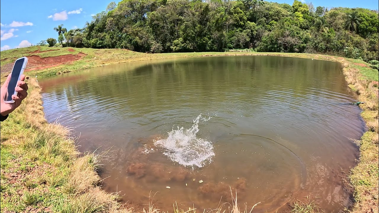 Sobrou peixe, vai para as tornasol